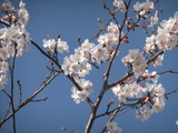 DSCF7221