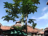 DSCF3258