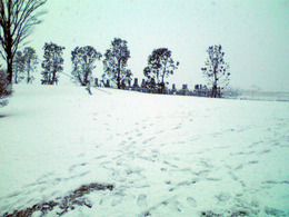 P1000199_copy