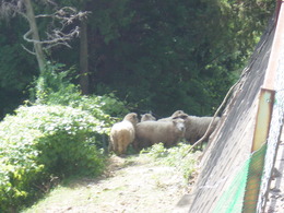 DSC00416