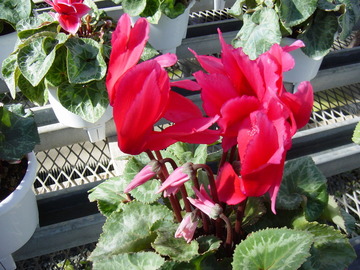 DSC00808