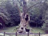 武雄大クス